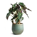 R Plant Pot Blue Gold
