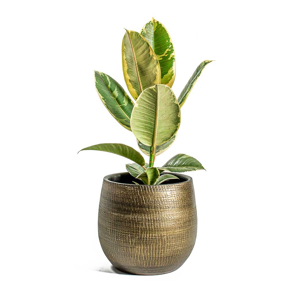 R Plant Pot Shiny Gold