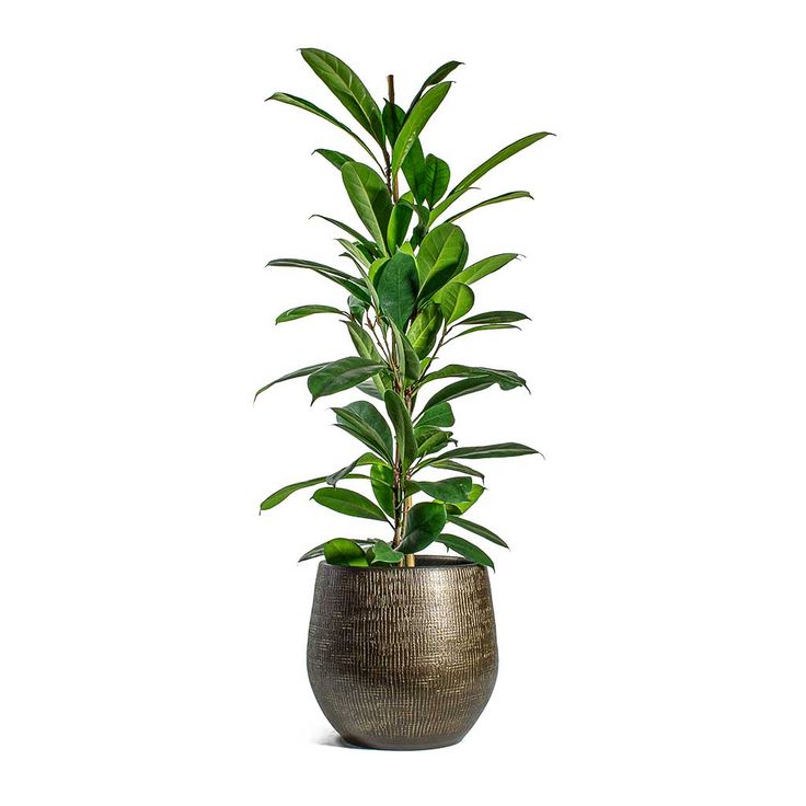 R Plant Pot Shiny Gold