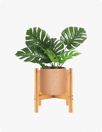 Chinese Money Plant