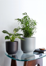 Chinese Money Plant