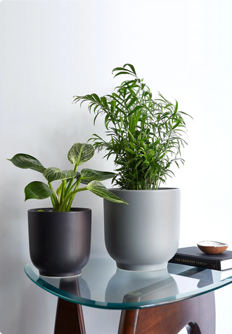 Chinese Money Plant