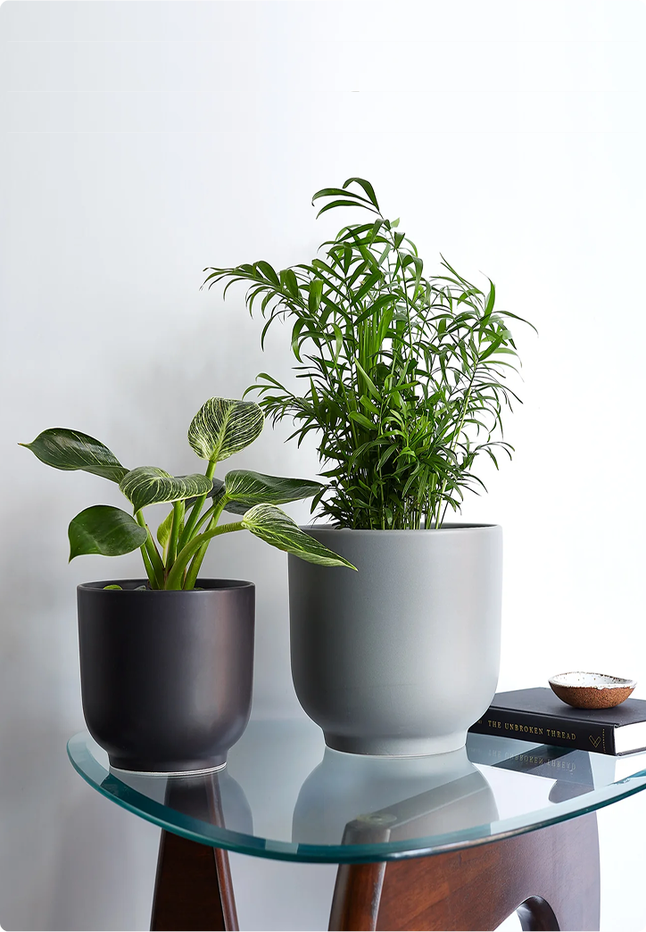 Chinese Money Plant 1