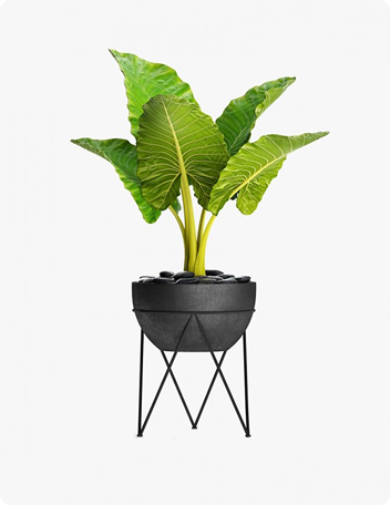 Chinese Money Plant 3